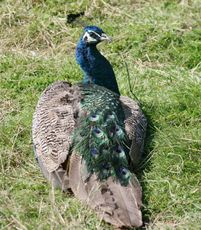 Blauer-Pfau-1.jpg